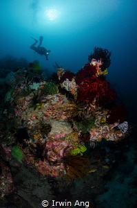 A L I V E
Coral reef & Diver
Puerto Galera, Philippines... by Irwin Ang 